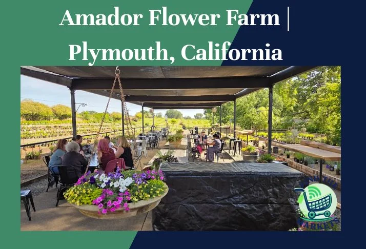 Amador Flower Farm Plymouth, California