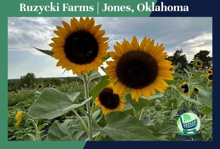 ruzycki farms jones, oklahoma