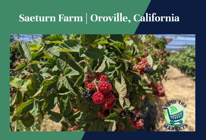 saeturn farm, oroville, california
