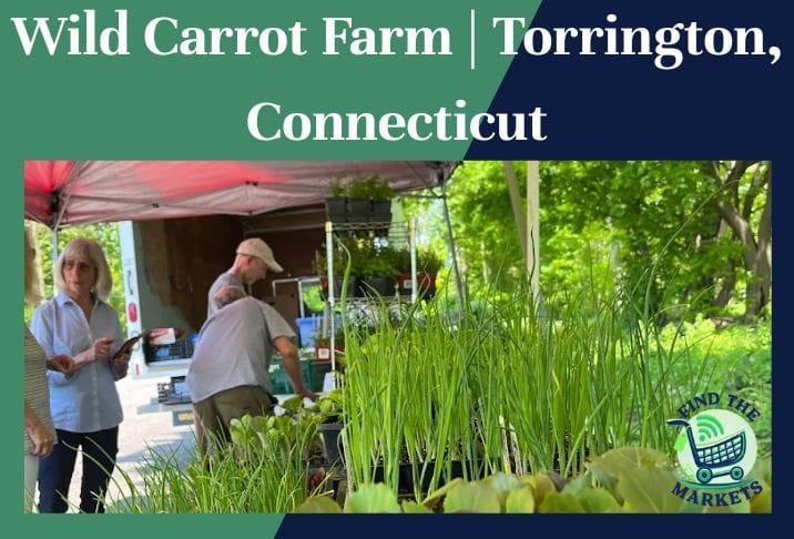 Wild Carrot Farm Torrington, Connecticut